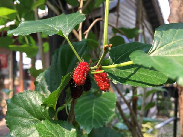 istock Beautiful mulberry in the garden 1212174065