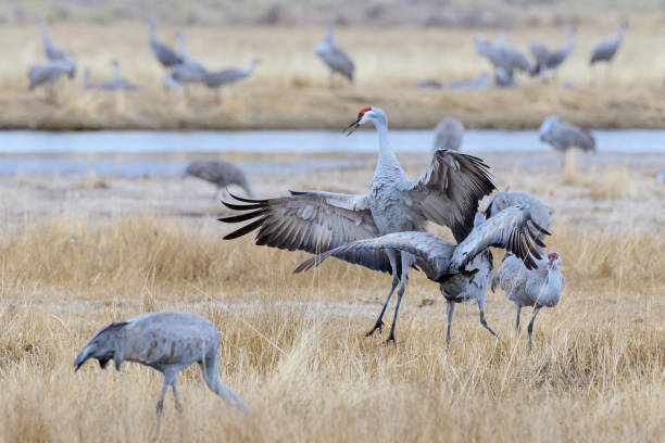 istock Migrating Greater Sandhill Cranes in Monte Vista, Colorado 1212174074