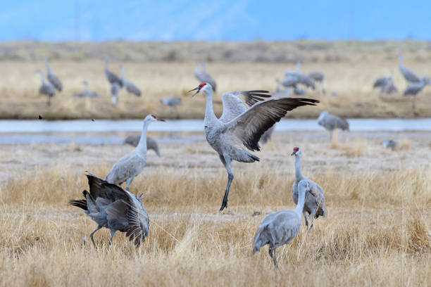 istock Migrating Greater Sandhill Cranes in Monte Vista, Colorado 1212174121