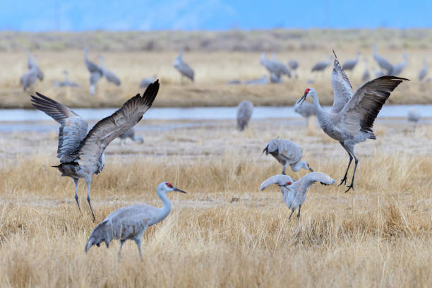istock Migrating Greater Sandhill Cranes in Monte Vista, Colorado 1212174167