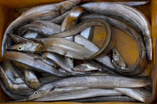 Ribbon Fish, Ratnagiri, Maharashtra, India Ribbon Fish, Ratnagiri, Maharashtra, India bandfish stock pictures, royalty-free photos & images