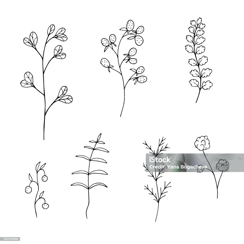 Thực Vật Cánh Đồng Đen Trắng Theo Phong Cách Doodle Các Yếu Tố Đơn ...