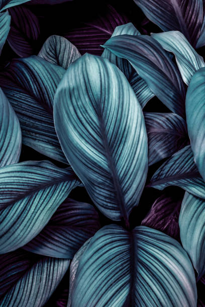 istock green leaves for background and wallpaper 1212175348