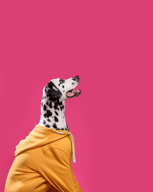 dalmatian dog in yellow sport jacket sitting on a pink background. dog with open mouth. funny muzzle. copy space - ravena imagens e fotografias de stock