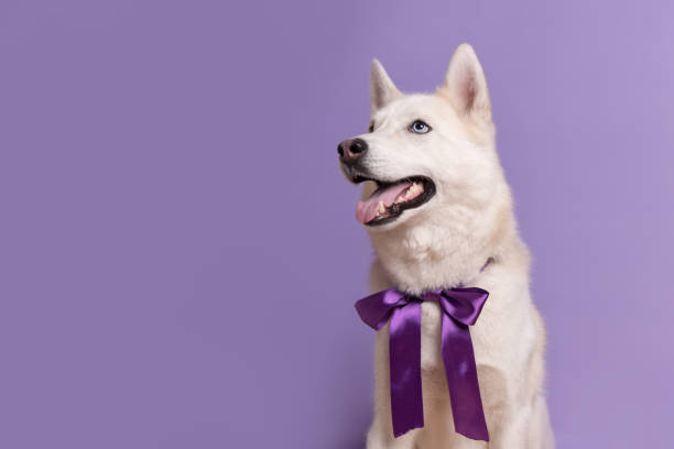 cute white siberian husky dog with violet bow tie on lilac background. holiday card with pet. portrait of funny dog. copy space - ravena imagens e fotografias de stock