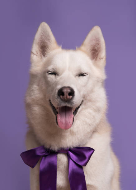 cute white siberian husky dog with violet bow tie on lilac background. holiday card with pet. portrait of funny dog. copy space - ravena imagens e fotografias de stock