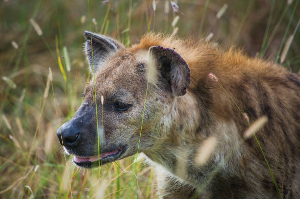 spotted hiena portret w wysokiej trawie rpaafrykańskiego safari - portrait spotted hyena field africa zdjęcia i obrazy z banku zdjęć