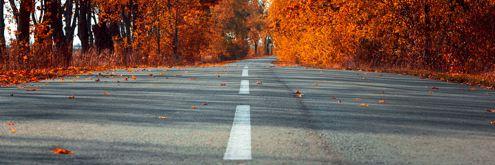 Banner 3:1. Empty asphalt road in autumn fall forest. Autumnal background