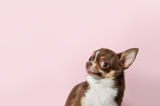 Lindo perro chihuahua mexicano marrón aislado sobre fondo rosa claro. Un perro indignado e infeliz parece a la izquierda. Copiar espacio photo