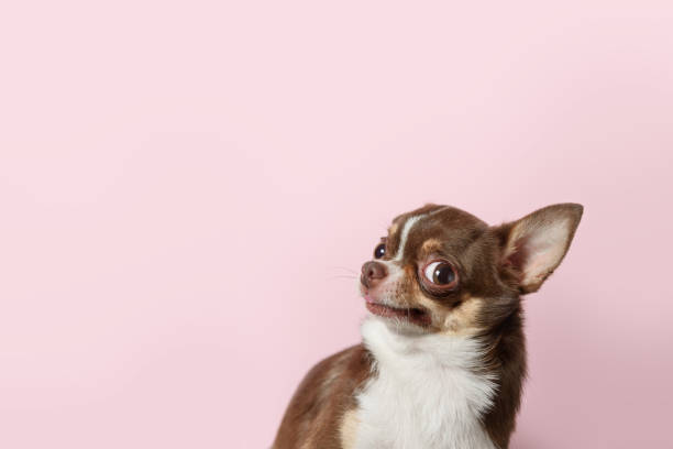 leuke bruine mexicaanse chihuahuahond die op lichtroze achtergrond wordt geïsoleerd. verontwaardigde, ongelukkige hond kijkt links. ruimte kopiëren - alleen babys stockfoto's en -beelden