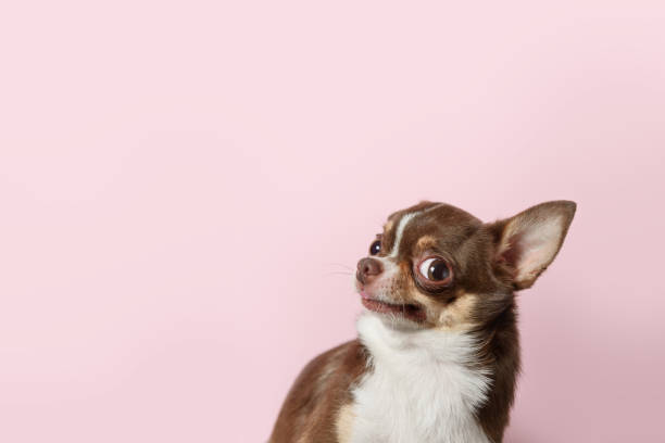 Photo of Cute brown mexican chihuahua dog isolated on light pink background. Outraged, unhappy dog looks left. Copy Space