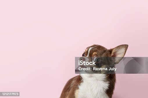 376,460 Funny Dogs Stock Photos, Pictures & Royalty-Free Images - iStock |  Dog, Dog and cat funny, Funny cat