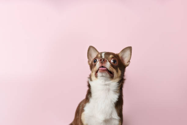 shocked brown mexican chihuahua dog with tongue out isolated on light pink background. dog looks up. copy space - ravena imagens e fotografias de stock