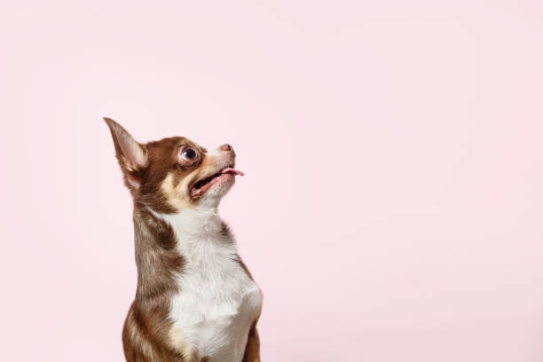 Cute brown mexican chihuahua dog on pink background. Beggar dog looks at right. Copy Space Cute brown mexican chihuahua dog isolated on light pink background. Outraged, unhappy dog looks left. Copy Space chihuahua dog photos stock pictures, royalty-free photos & images