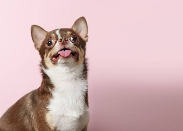 happy brown mexican chihuahua dog with tongue out isolated on light pink background. dog looks up. copy space - ravena imagens e fotografias de stock