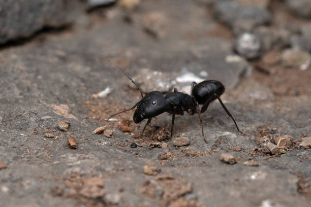 istock Big black ant, Camponotus compressus, Lonand, Satara, Maharashtra India 1212178521