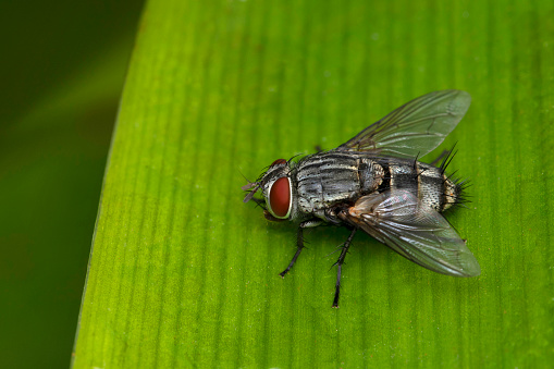 Flesh fly, Sarcophaga bercaea, Sarcophagidae, Pune , Maharashtra, India