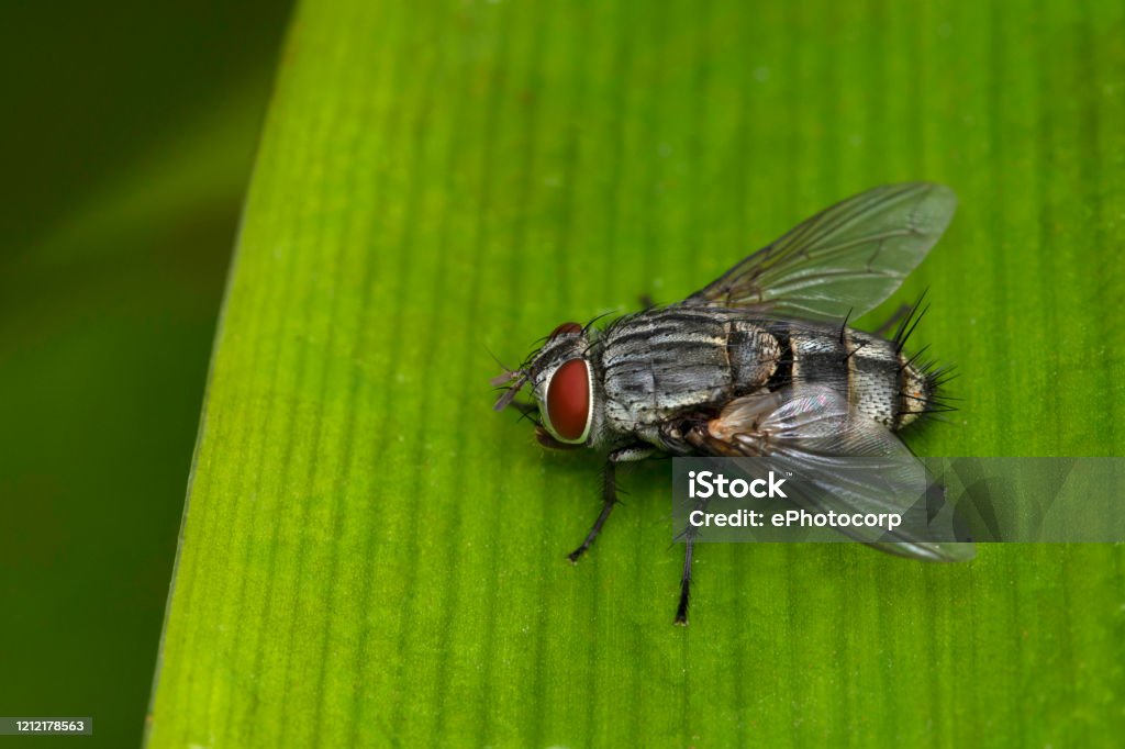 Flesh fly, Sarcophaga bercaea, Sarcophagidae, Pune , Maharashtra, India Black Fly Stock Photo