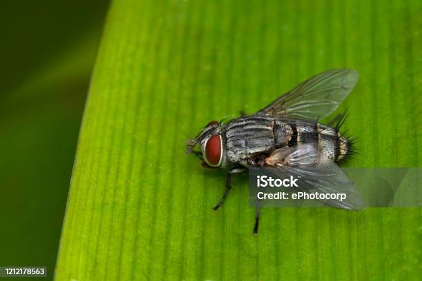 Flesh Fly Sarcophaga Bercaea Sarcophagidae Pune Maharashtra India Stock Photo - Download Image Now