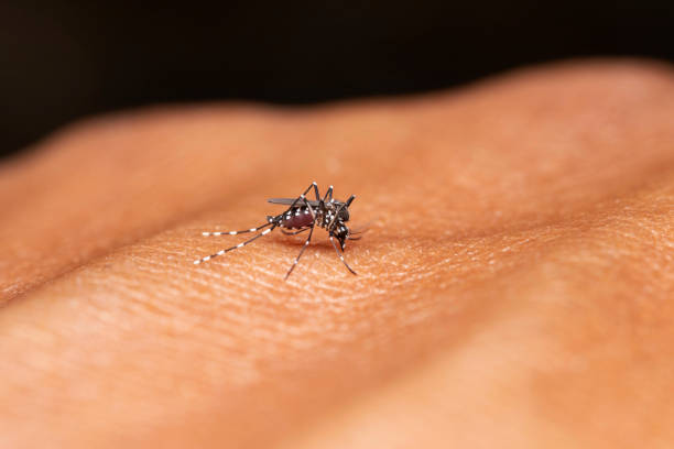 malária, portador de dengue, mosquitos anopheles femininos, mordendo - dengue - fotografias e filmes do acervo