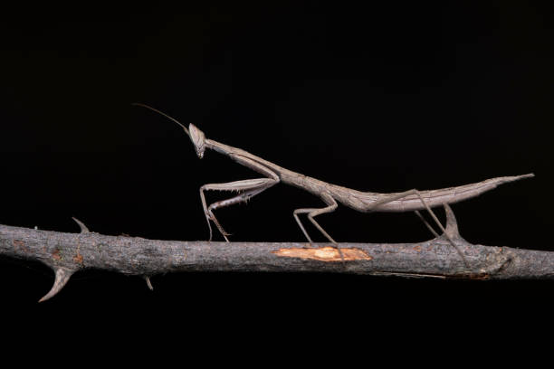 istock Stick Mantis, Archimantis latistyla, Pune, Mahatashtra, India 1212178722
