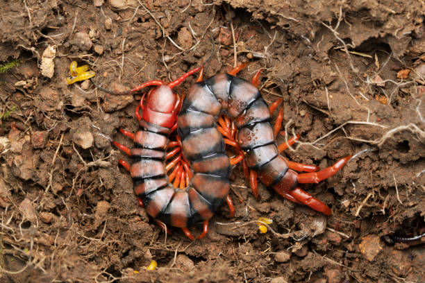 centopéia de gaint indiano, scolopendra hardwickei, satara, maharahtra, índia - centipede poisonous organism toxic substance insect - fotografias e filmes do acervo