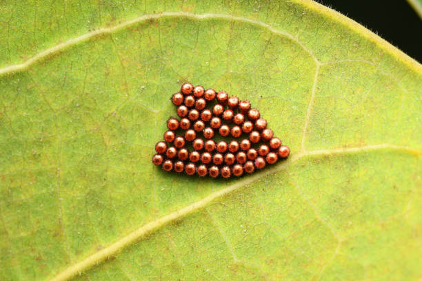 Tiny Monarch Butterfly Egg On A Common Milkweed Leaf