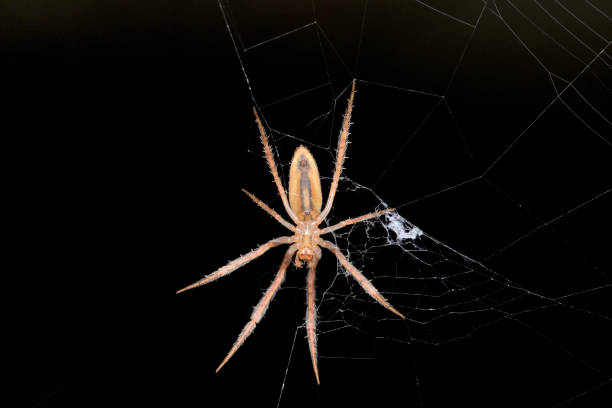 Spider Ventral View, Larinia directa is a species of orb weaver Spider, Araneidae, Pune, Maharashtra, India Spider Ventral View, Larinia directa is a species of orb weaver Spider, Araneidae, Pune, Maharashtra, India Phobia stock pictures, royalty-free photos & images