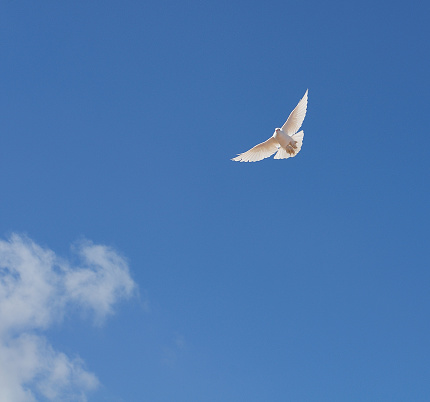 a white dove soaring high to blue sky with spread wings