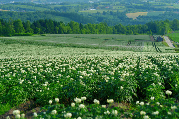 vaste, ondulant et patchwork vert de fermes à asahikawa, hokkaido - parc national de daisetsuzan photos et images de collection