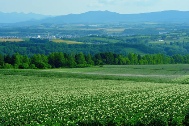 extensive, undulating and green patchwork of farms in asahikawa, hokkaido - raw potato field agriculture flower imagens e fotografias de stock