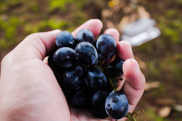istock sweet and fresh purple grapes in hand 1212181228