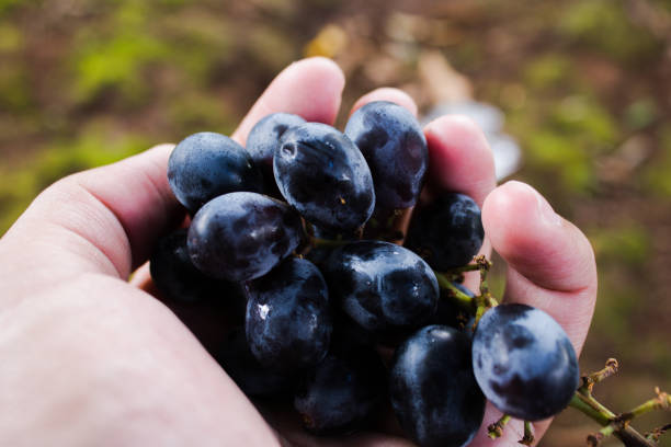 istock sweet and purple grapes on the hand 1212181233