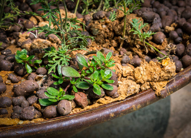 istock Beautiful summer flowerbed 1212182338