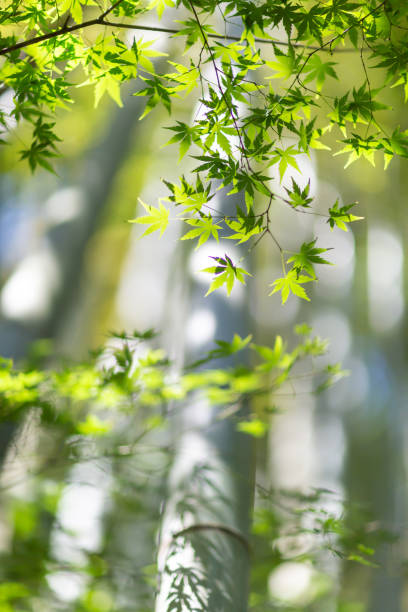 Maple of fresh green