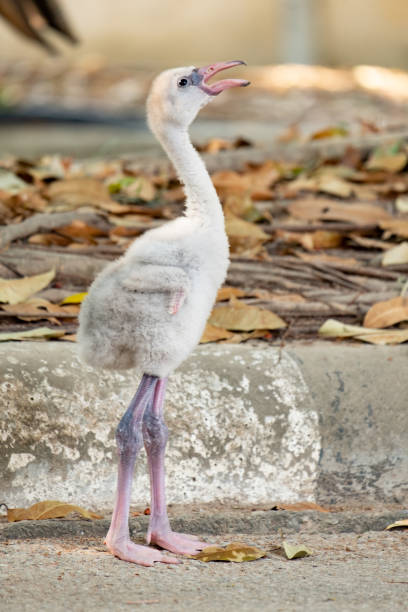 istock baby flamingo 1212182821