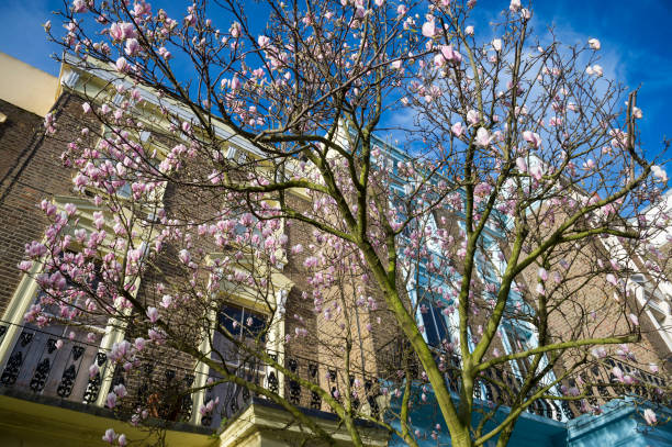 istock Pink Magnolia Tree Spring Day London 1212185318