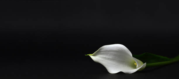 istock Calla lily isolated on black background 1212185335
