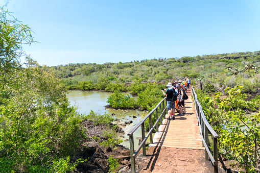 Tourists on bridge looking at Volcanic black rocks, cactus landscape and lagoon of Galapagos, Ecuador.