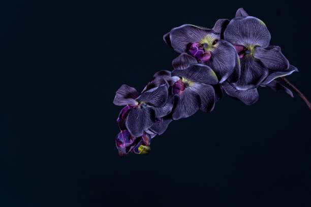 violett orchidee blume auf schwarzem hintergrund aus nächster nähe - flower head close up cut flowers cut out stock-fotos und bilder