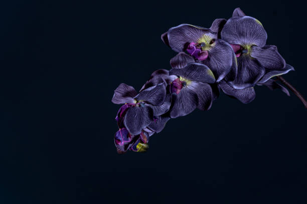 flor de orquídea violeta no fundo preto de perto - violet blossom spring nature - fotografias e filmes do acervo