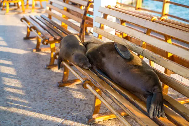 Photo of Galapagos sea lions on the bench