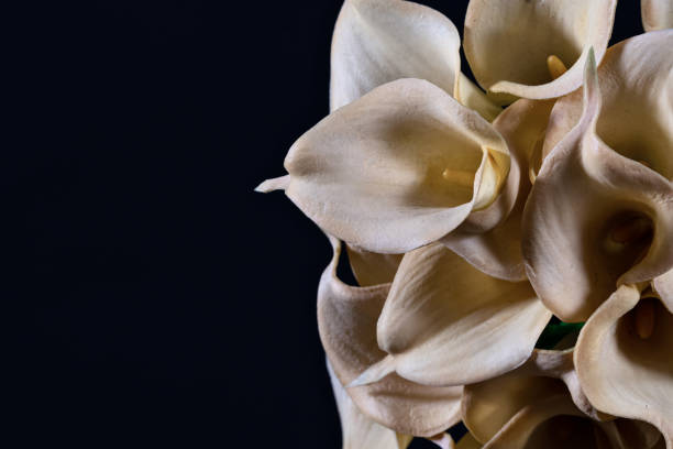 istock White yellow calla flowers on black background close up 1212186400