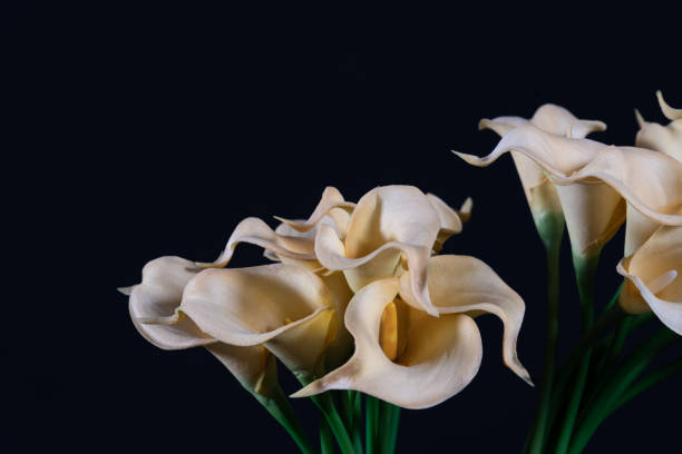 istock White yellow calla flowers on black background close up 1212186414