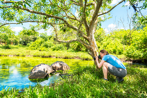 Senior women photographing three Galapagos giant tortoise in the pond.