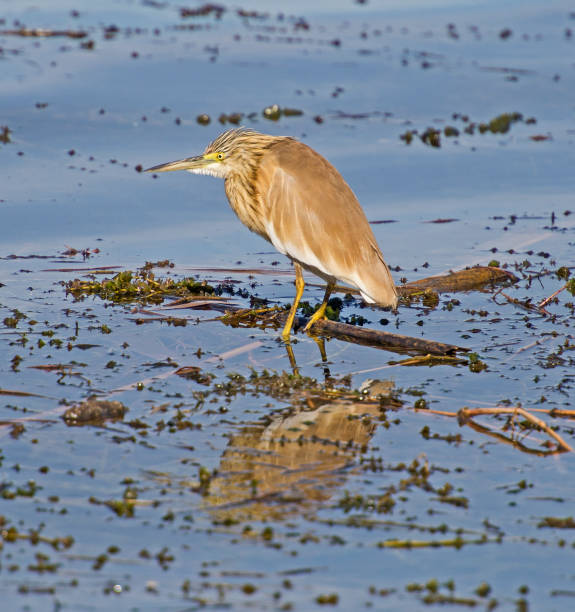 istock Squacco heron stood on reeds in river marshland 1212187360