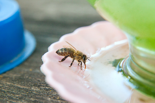 Macro shot of working bee that drink water at hot summer day.
