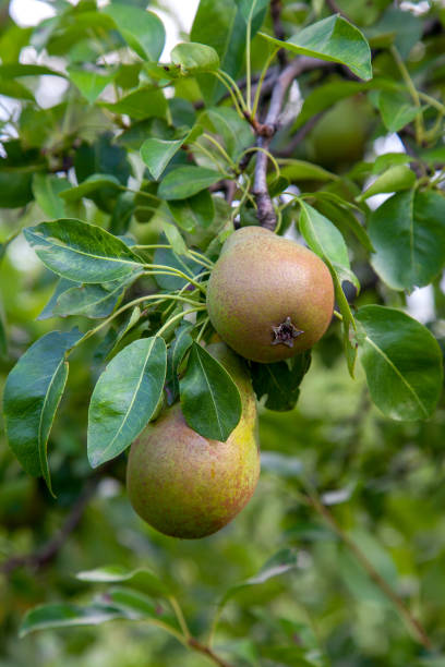 istock Shiny delicious pears hanging from a tree branch in the orchard. 1212188372