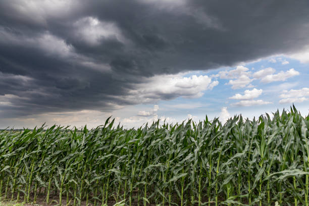 Fast moving thunderstorm wall cloud over cornfield in summer. Wind blowing cornstalks and leaves stock photo