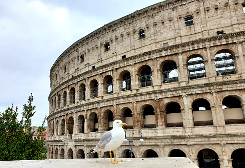 March 13th 2020, Rome, Italy: View of the Colosseum without tourists, only a seagull